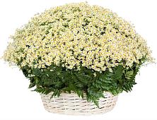 Цветочная композиция из Ромашки в корзине #REPLACE_PRED# Макарово